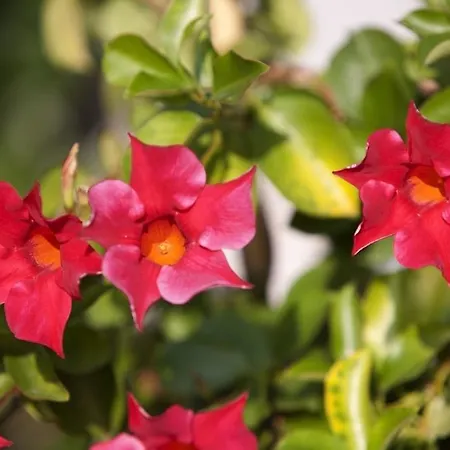 Zurigo Downtown 3* ルガーノ